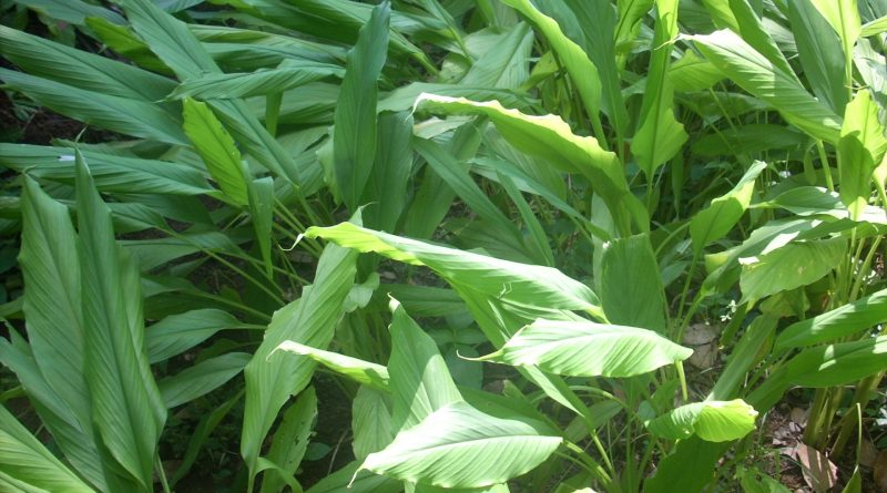 Curcuma longa