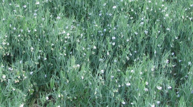 Lathyrus sativus