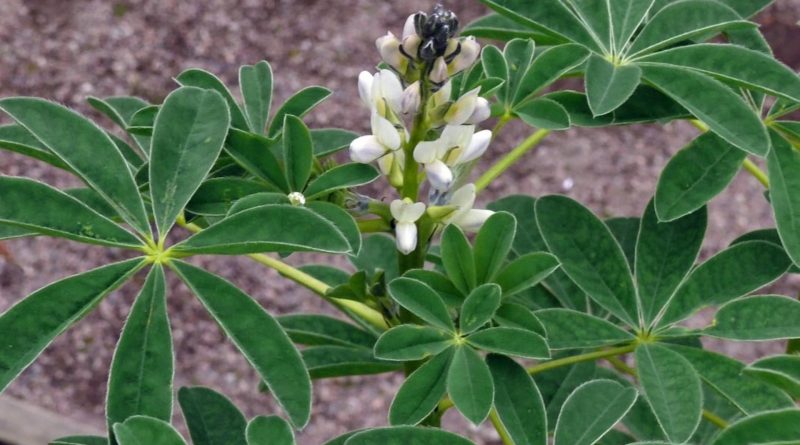 Lupinus albus