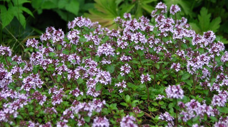 Thymus serpyllum