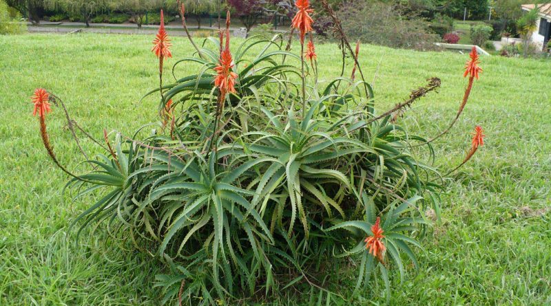 Aloe arborescens