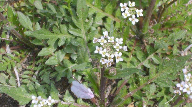 Capsella bursa-pastoris