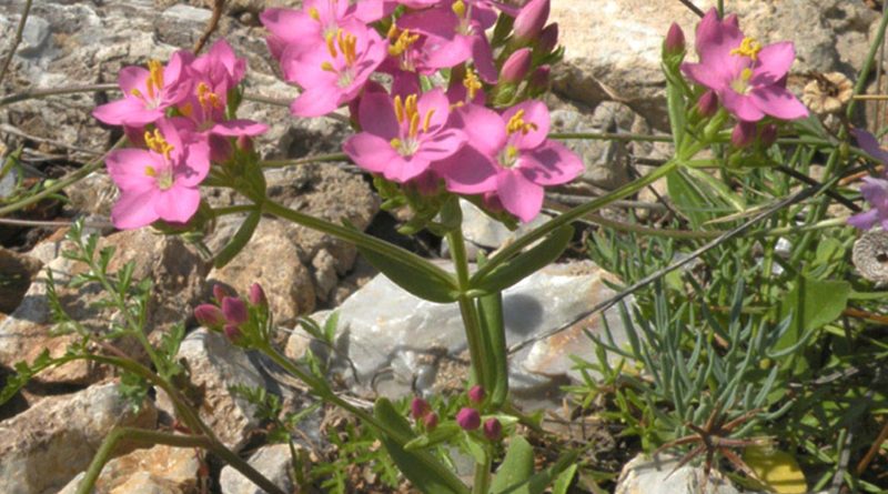 Centaurium erythraea