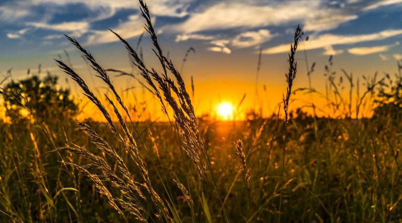 Il Cibo che risparmia il Pianeta