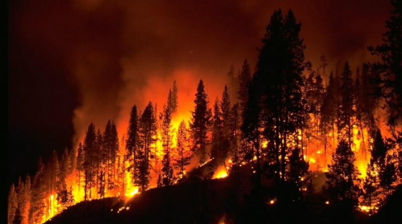 Incendi – Un Errore Ecologico