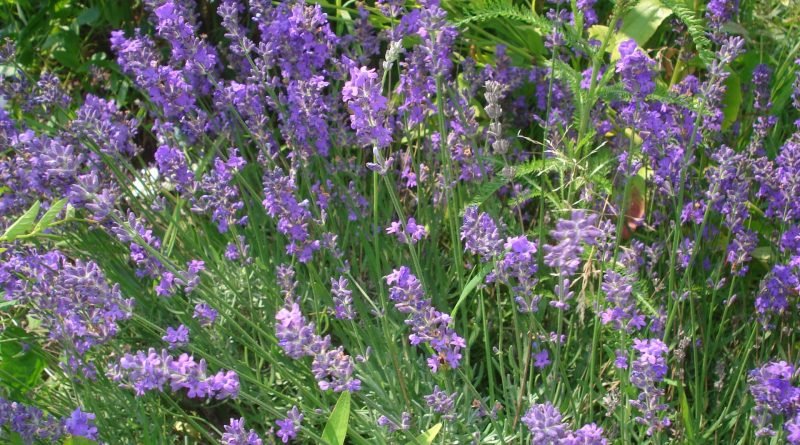 Lavandula angustifolia