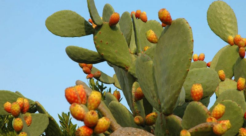 Opuntia ficus-indica