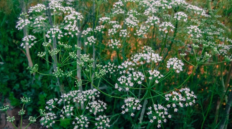 Pimpinella anisum