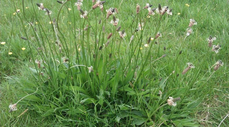 Plantago lanceolata