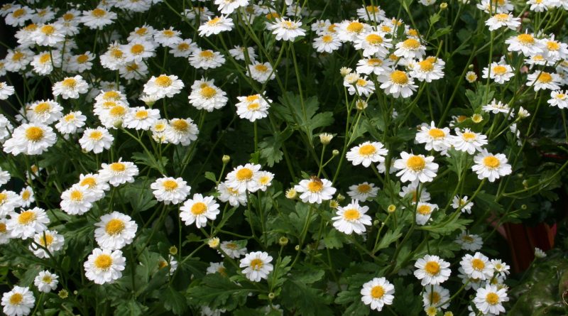 Tanacetum parthenium