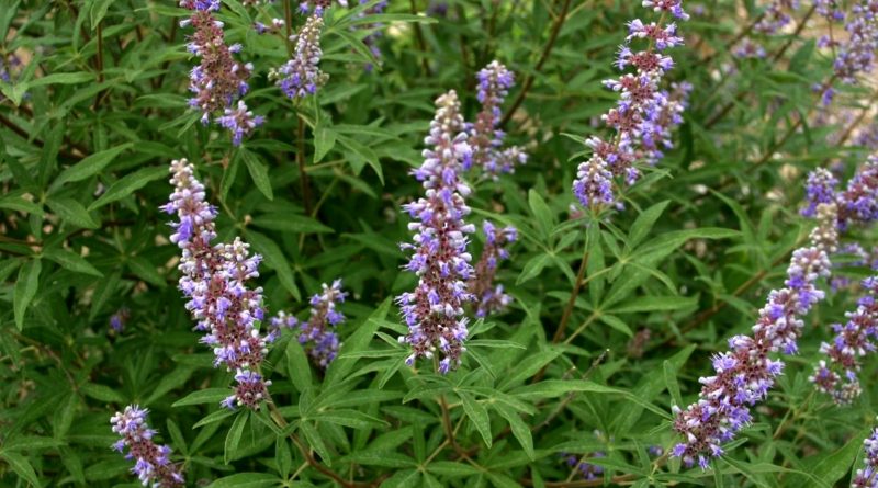 Vitex agnus-castus