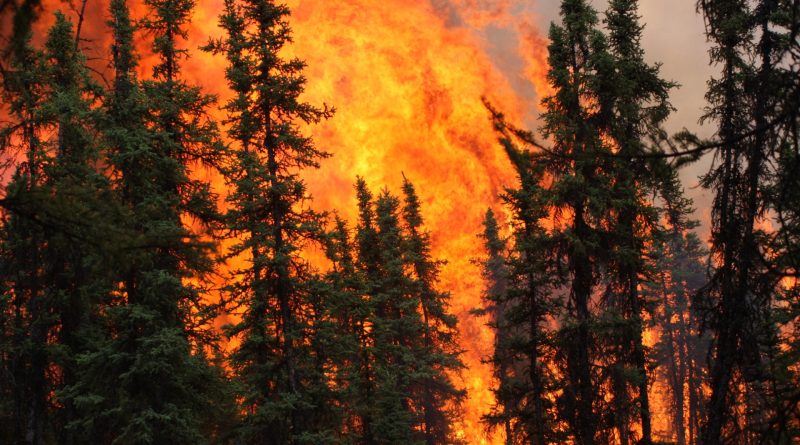 Aumento degli incendi boschivi