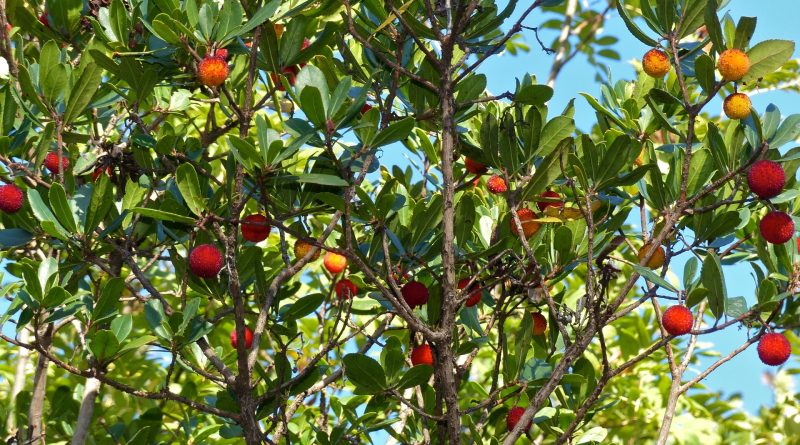 Arbutus unedo