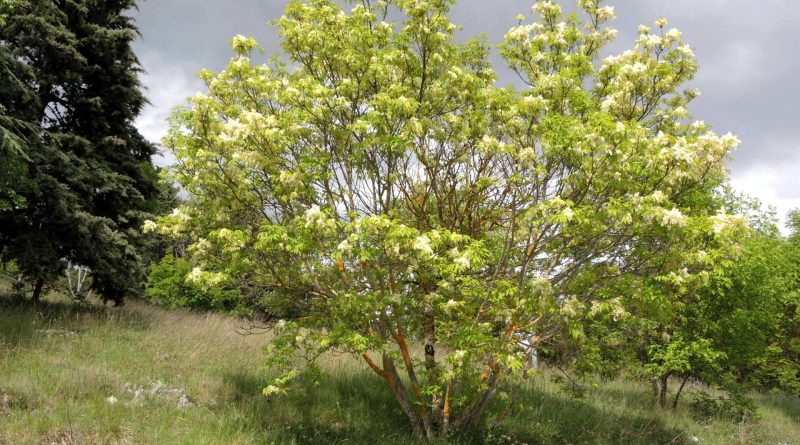 Fraxinus ornus