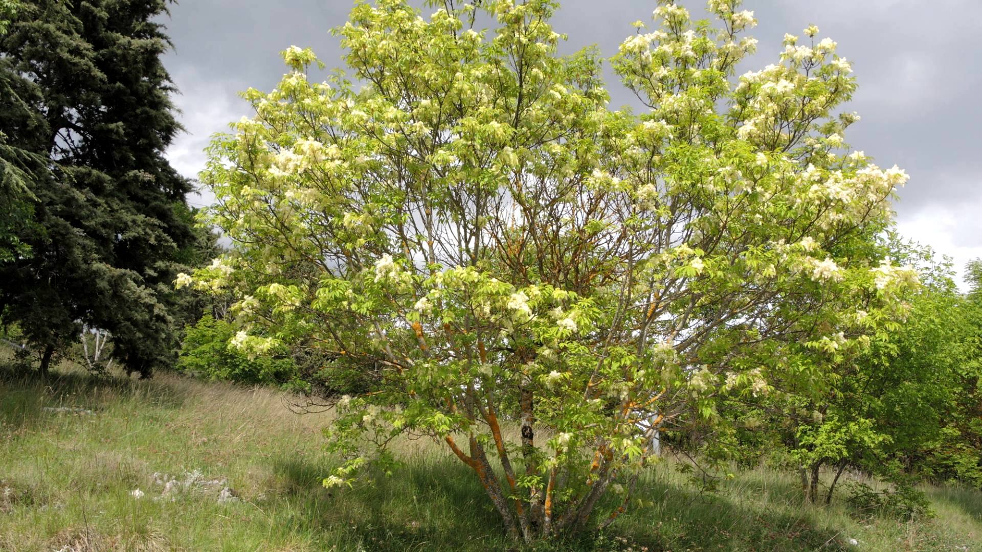 Погода в ясени. Ясень манновый. Ясень манновый (Fraxinus ornus). Ясень обыкновенный дерево. Ясень маньчжурский Fraxinus mandshurica.