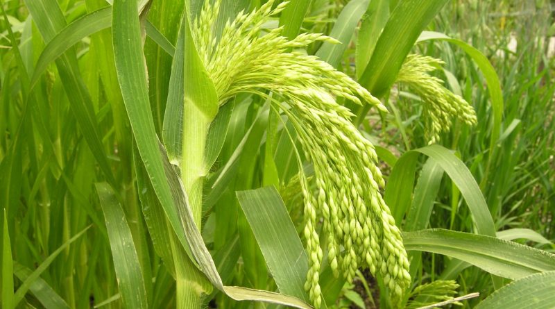 Panicum miliaceum