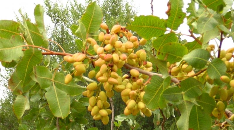 Pistacia vera