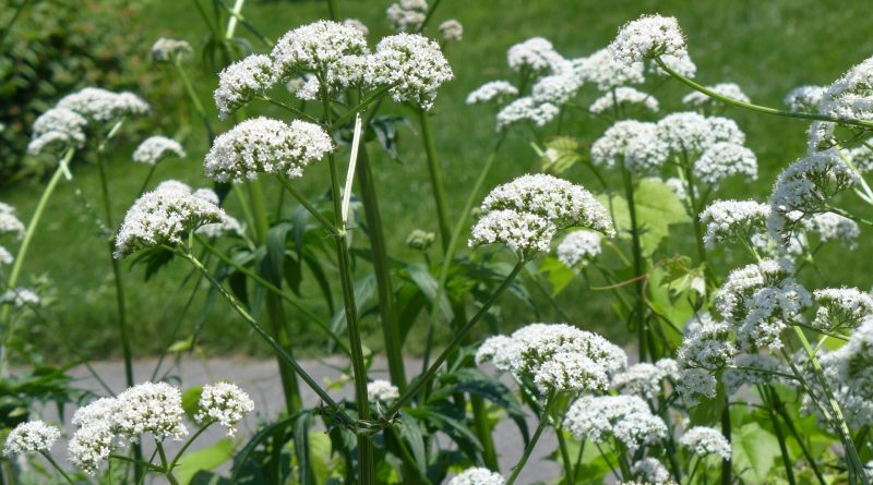 Valeriana officinalis