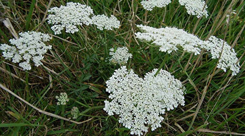 Daucus carota