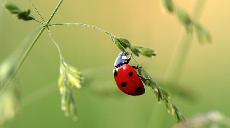 Insetti: Una catastrofe Ecologica