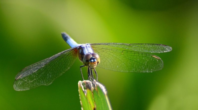 Insetti ed Agricoltura