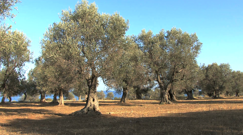 Olea europaea