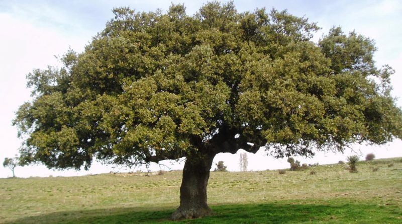 Quercus ilex