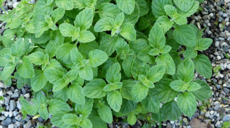 Clinopodium nepeta