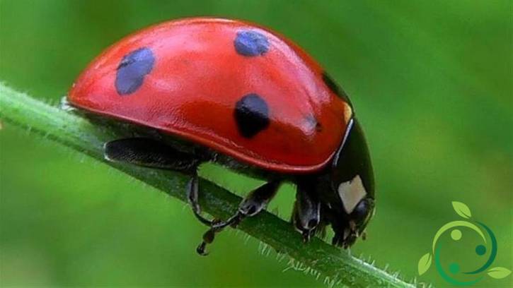 Come allevare le coccinelle nell’orto