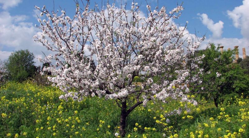 Prunus dulcis