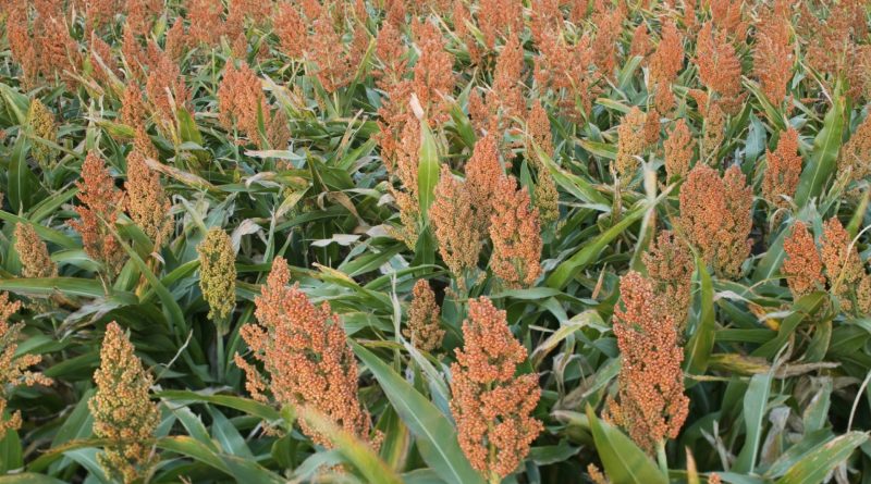 Sorghum vulgare