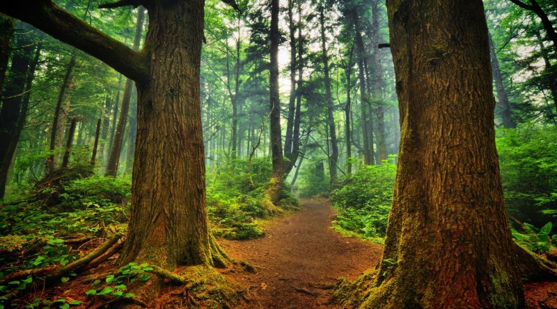 Una foresta distrutta non si può ricostruire