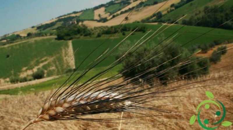 Come apportare fosforo al terreno