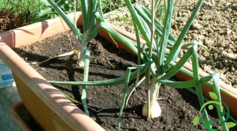 Come coltivare la cipolla in vaso