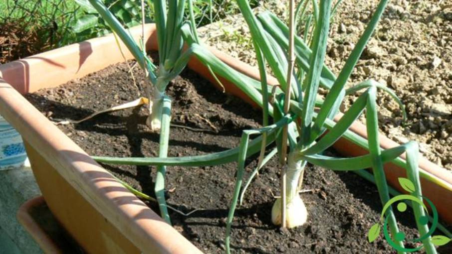 Come coltivare la cipolla in vaso: tecnica ed accorgimenti