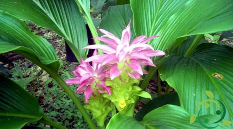 Come coltivare la curcuma in vaso