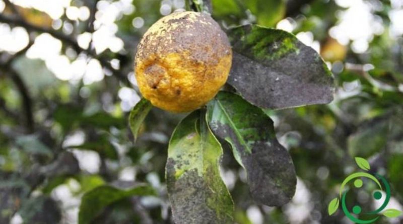 Come eliminare in maniera naturale Cocciniglie e Fumaggini