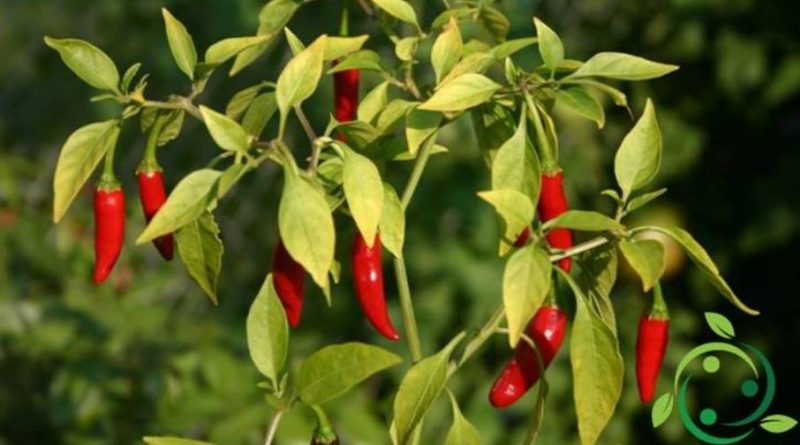 preparare un ottimo insetticida con peperoncino