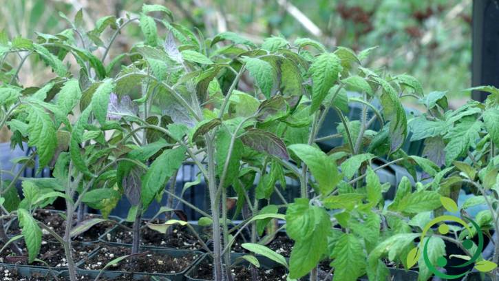 Insetticida naturale a base di pomodoro