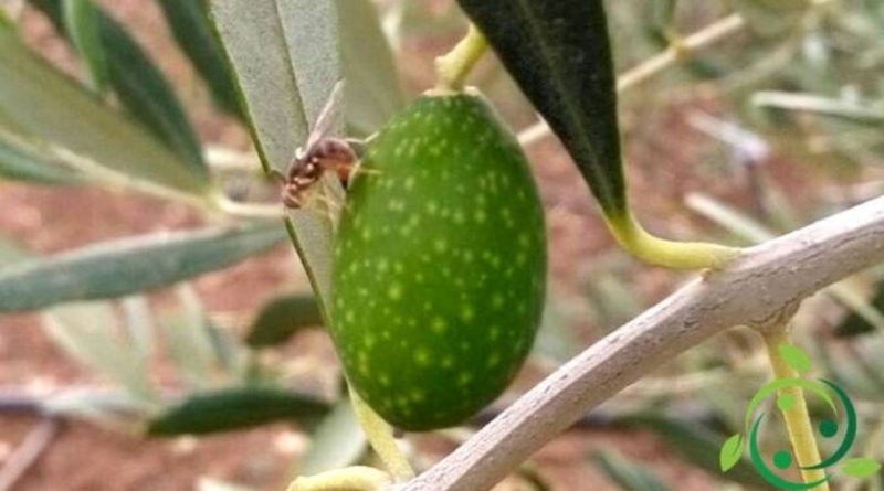 Rimedi naturali contro la Mosca dell’olivo