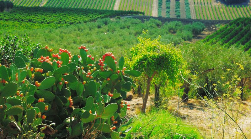 Biodiversità Agricola