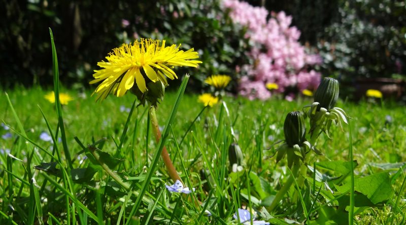 Italia, prima in Europa per biodiversità