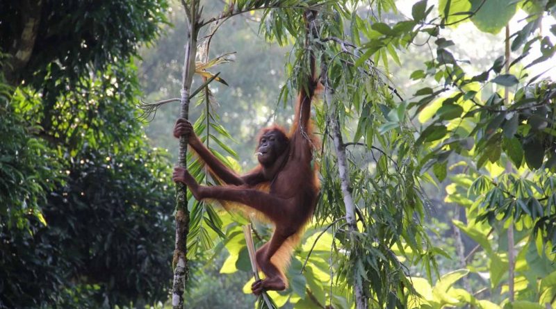 oranghi uccisi dall’olio di palma