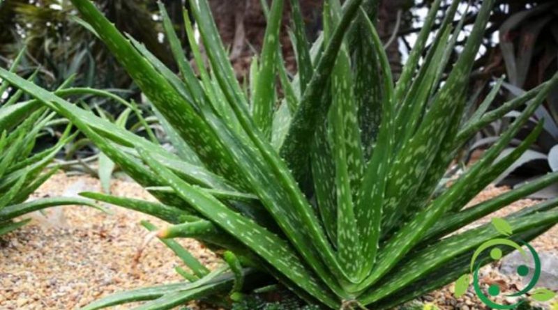 Come coltivare l'Aloe vera