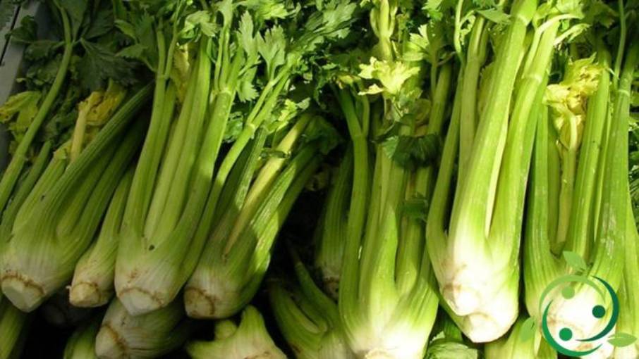 How to grow celery in pots technique, tricks and tips!