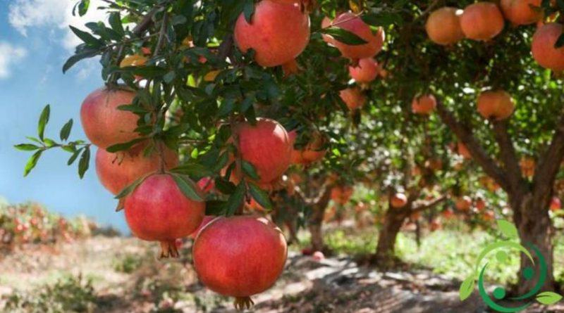 Come coltivare il melograno in maniera biologica