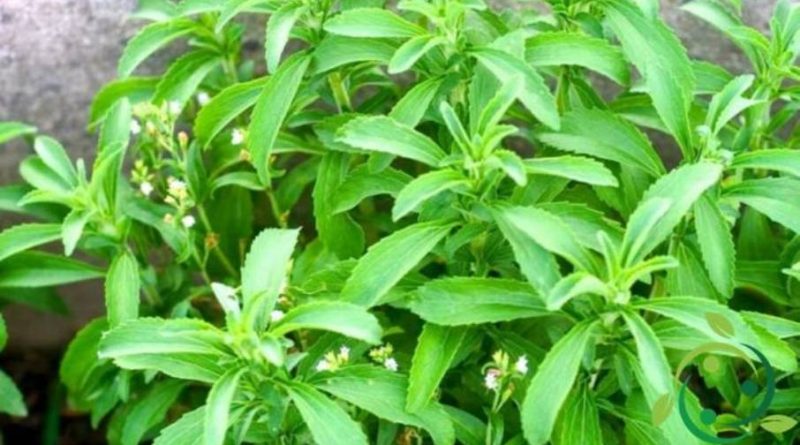 Come coltivare la Stevia in casa