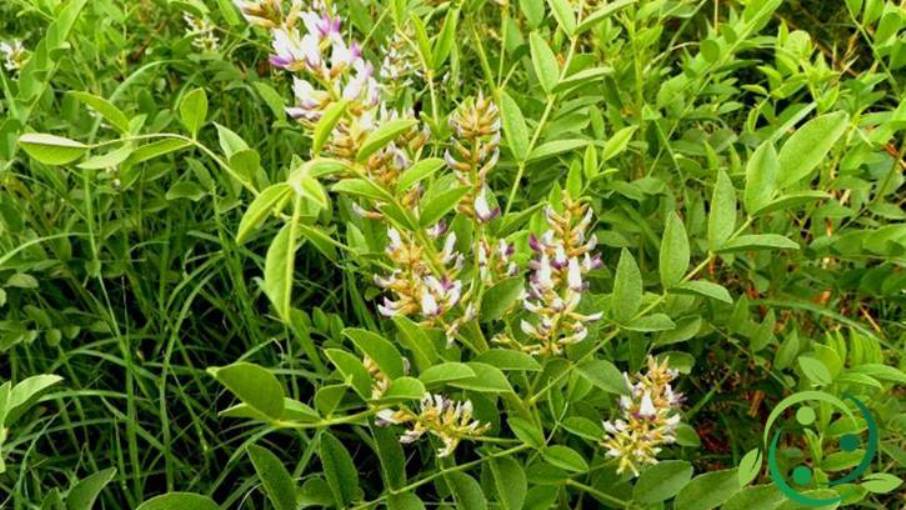 How to grow licorice technique and practical measures.