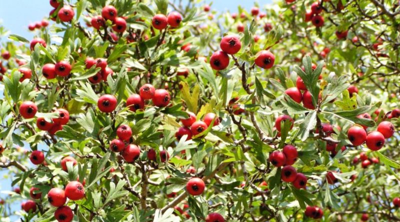 Crataegus azarolus