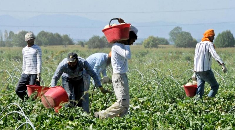 Caporalato in Agricoltura